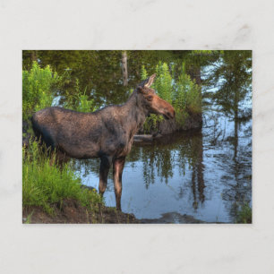 Elch Postkarte