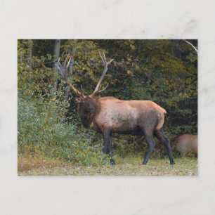 Elch Postkarte