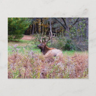 Elch-Postkarte Postkarte