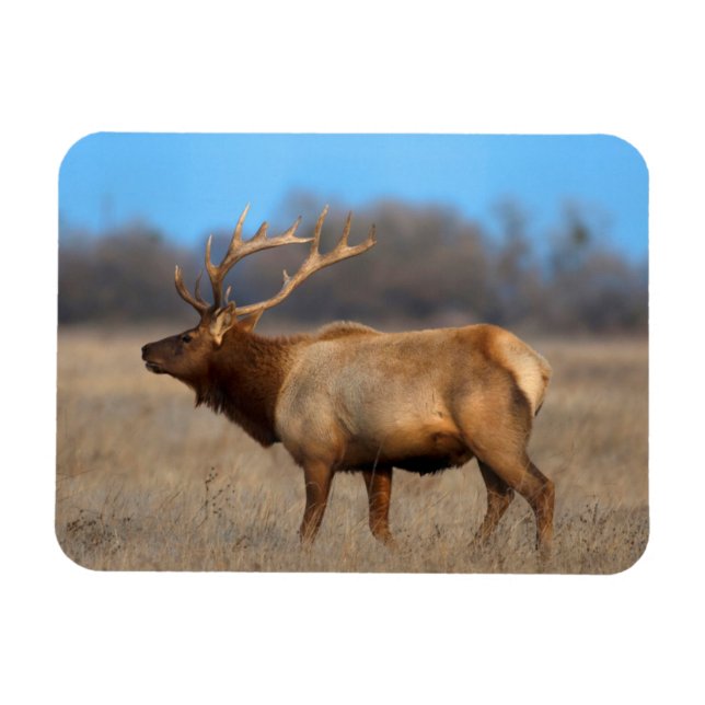 Elch-Profil im Herbst Magnet (Horizontal)