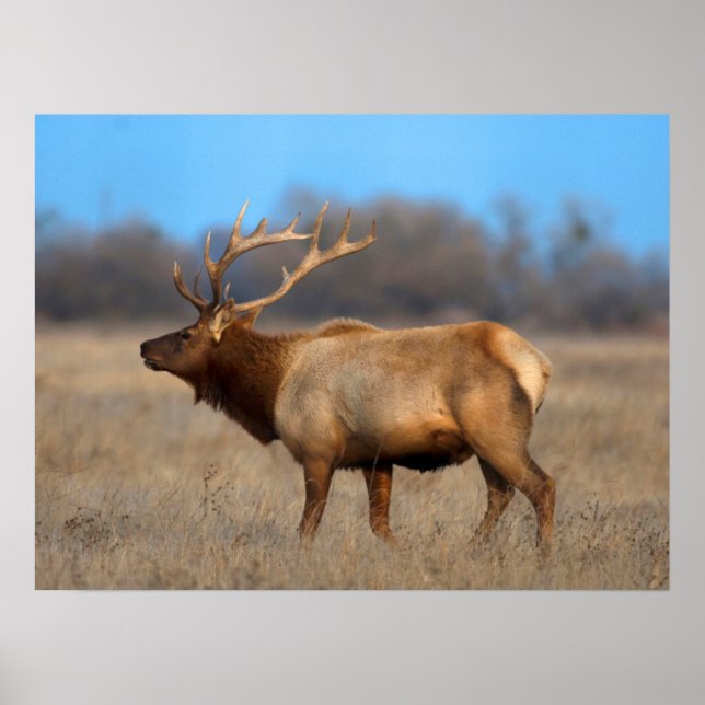 Elch-Profil im Herbst Poster (Vorne)