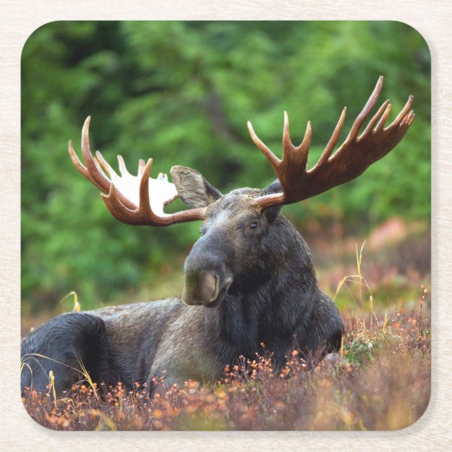 Elch Rechteckiger Pappuntersetzer (Vorderseite)