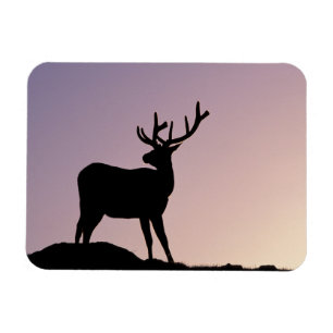 Elch Rocky Mountain National Park, Colorado Magnet