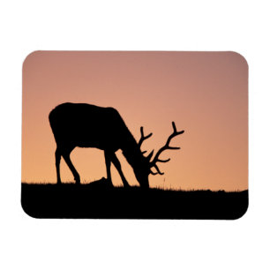 Elch   Rocky Mountains National Park, Colorado Magnet