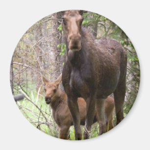 Elch-TierwaldfriedensLiebe-Schicksal Magnet