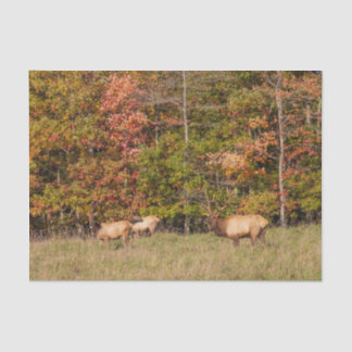 Elch Tissue Paper Seidenpapier