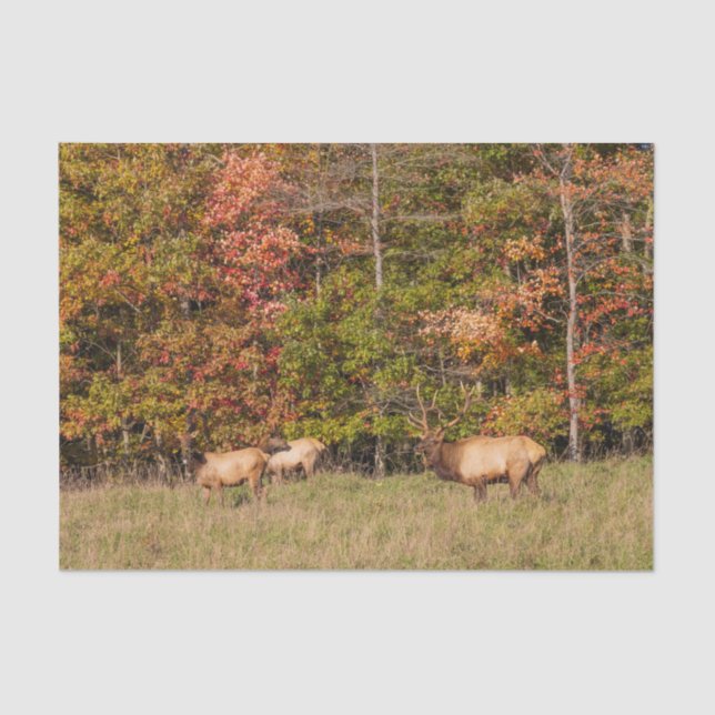 Elch Tissue Paper Seidenpapier (Vorderseite)