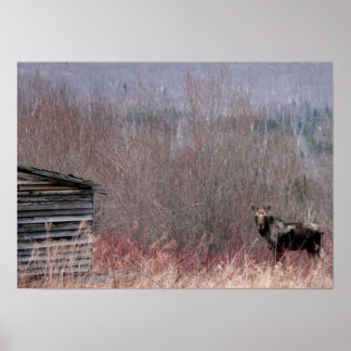 Elch und Althaus Poster