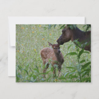 Elch und Kalb – Great Smoky Mountains Wildlife Mitteilungskarte