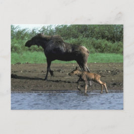 Elch und Kalb Postkarte