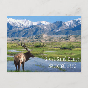 Elch von Creek Great Sand Dunes NP Postkarte
