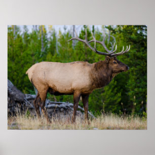 Elch   Yellowstone National Park, Wyoming Poster