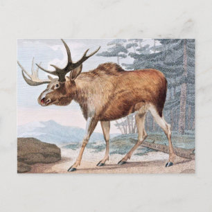 Elch Zeichnung im Vintage Stil Postkarte