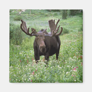 Elchbulle (Alces alces) in Wildblumen, Magnet