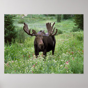 Elchbulle (Alces alces) in Wildblumen, Poster