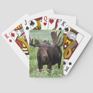 Elchbulle (Alces alces) in Wildblumen, Spielkarten