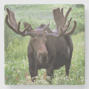 Elchbulle (Alces alces) in Wildblumen, Steinuntersetzer