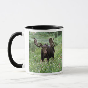 Elchbulle (Alces alces) in Wildblumen, Tasse