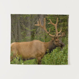 Elchbulle Banff-Nationalpark, Alberta, Kanada Wandteppich