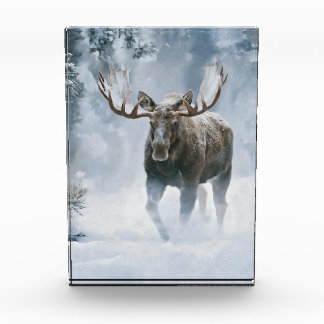 Elchbulle beim Durchqueren von borealem Schnee Fotoblock
