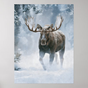 Elchbulle beim Durchqueren von borealem Schnee Poster