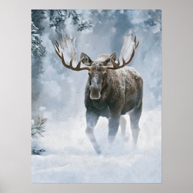 Elchbulle beim Durchqueren von borealem Schnee Poster (Vorne)