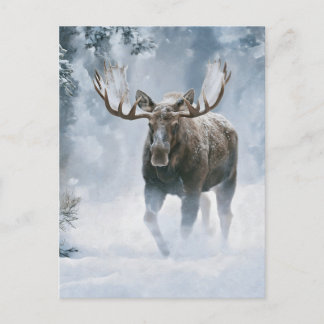 Elchbulle beim Durchqueren von borealem Schnee Postkarte