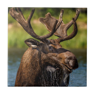 Elchbulle beim Fressen im Glacier-Nationalpark Fliese