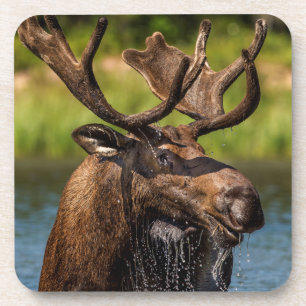 Elchbulle beim Fressen im Glacier-Nationalpark Untersetzer