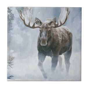 Elchbulle durchquert borealen Schnee Fliese