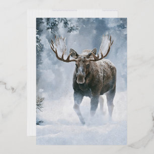 Elchbulle durchquert borealen Schnee Folieneinladung