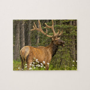 Elchbulle im Samt, Kanada Puzzle