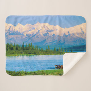 Elchbulle im Wonder Lake Sherpadecke