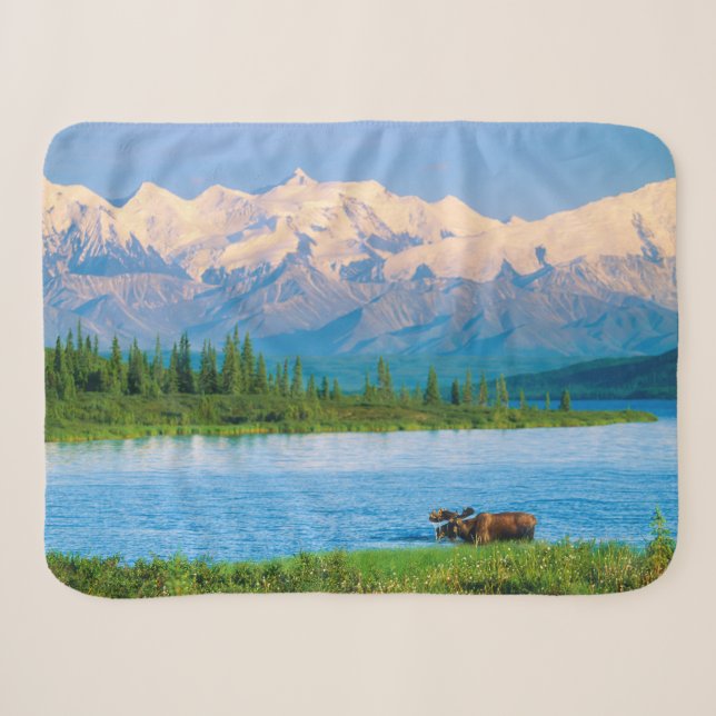Elchbulle im Wonder Lake Sherpadecke (Vorderseite (Horizontal))