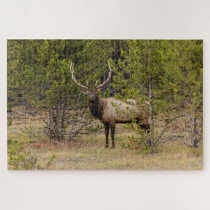 Elchbulle Im Yellowstone-Nationalpark Puzzle