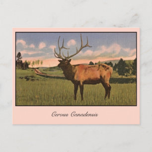 Elchbulle im Yellowstone-Park Postkarte