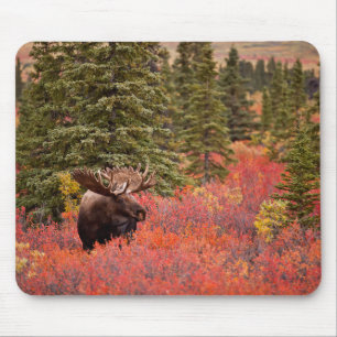 Elchbulle Steht In Roter Zwergbirke Mousepad