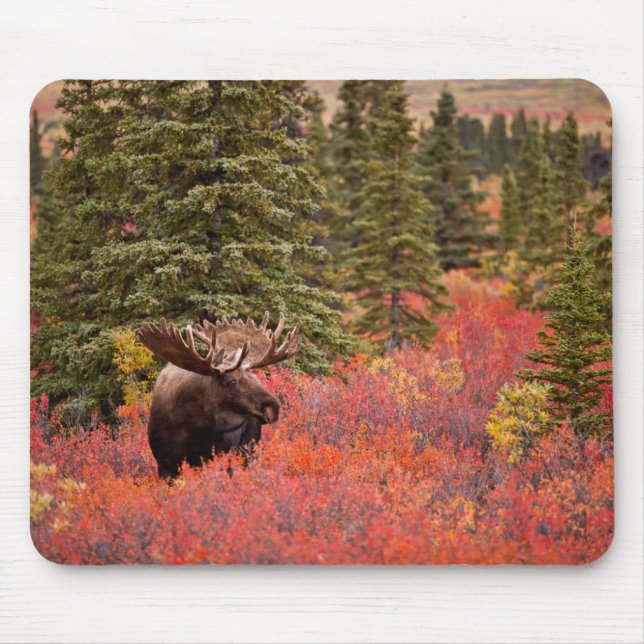 Elchbulle Steht In Roter Zwergbirke Mousepad (Vorne)