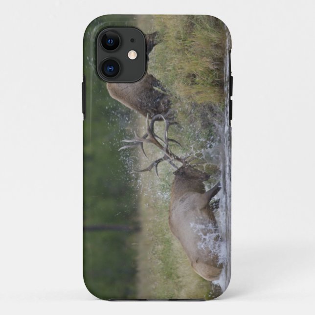 Elchbullen kämpfen, Yellowstone NP, Wyoming Case-Mate iPhone Hülle (Rückseite)