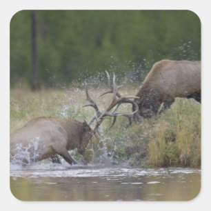Elchbullen kämpfen, Yellowstone NP, Wyoming Quadratischer Aufkleber