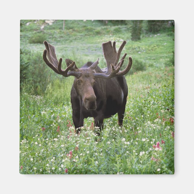 Elche (Alces alces alces) in Wildblumen, Magnet (Vorne)