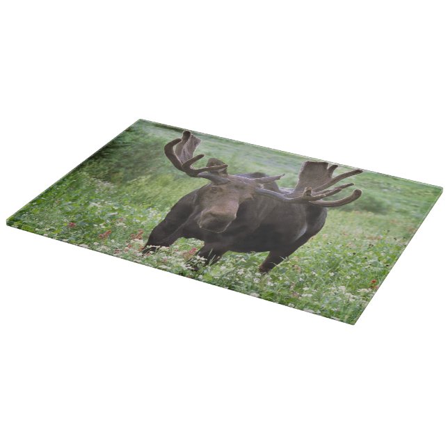 Elche (Alces alces alces) in Wildblumen, Schneidebrett (Ecke)