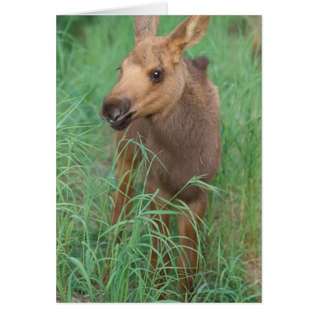 Elche, Alces Alces, Jungkalb (Vorne)