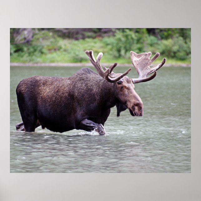 Elche an einer Mission Poster (Vorne)