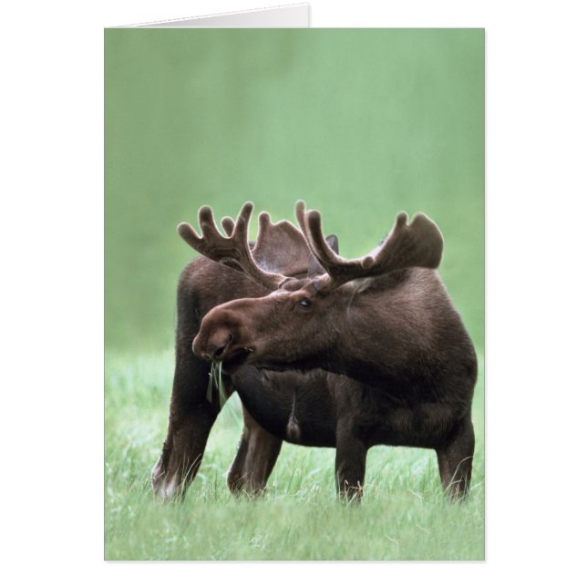 Elche an Yellowstone Nationalpark (Vorne)