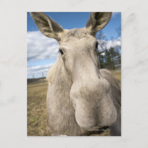 Elche auf einem Feld, Schweden. Postkarte