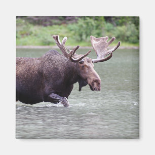 Elche auf einer Dienstreise Magnet