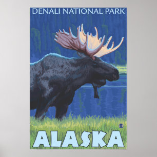 Elche bei Nacht - Denali Nat'l Park, Alaska Poster