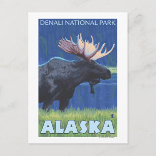Elche bei Nacht - Denali Nat'l Park, Alaska Postkarte