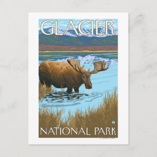 Elche Drinks am See - Glacier National Park, Postkarte